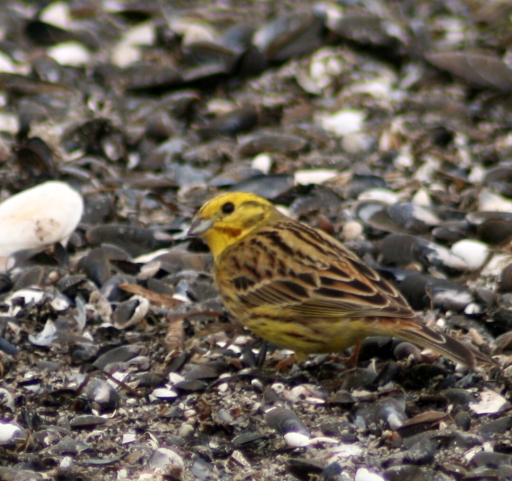 VWG vogelreis Oost Duitsland mei 2010 050